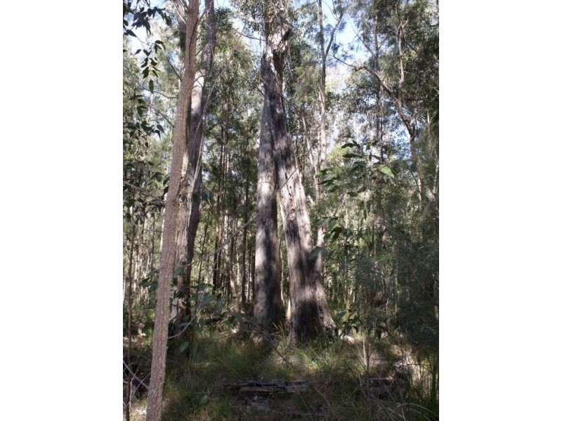 351b LONG GULLY ROAD, Drake NSW 2469