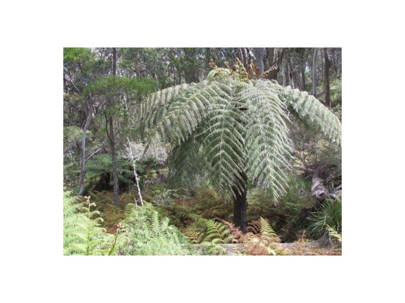 Lot 76 Ten Mile Rd, Deepwater NSW 2371