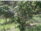 Lot 8 Bulldog Rd, Tabulam NSW 2469