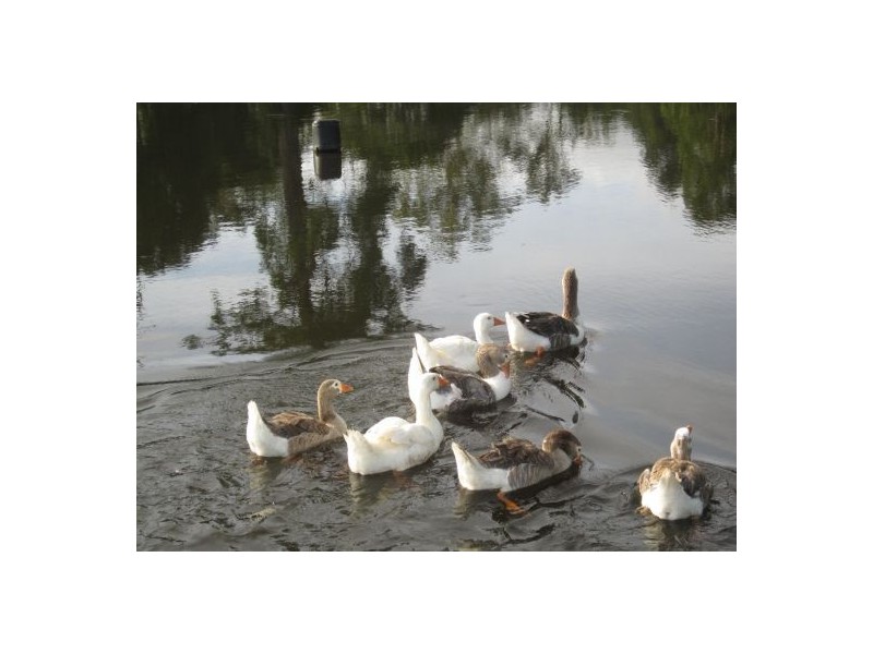 15 Leeville Station Rd, Casino NSW 2470