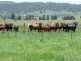 Kyogle NSW 2474