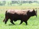 Kyogle NSW 2474