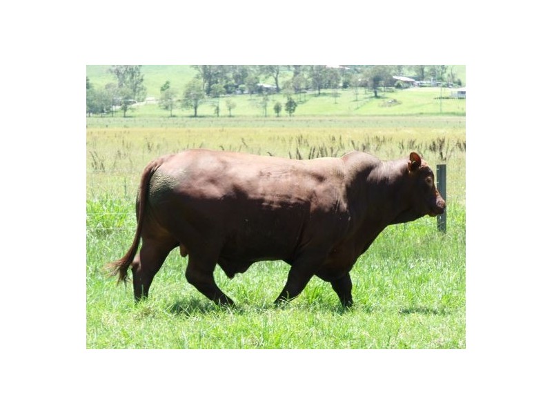 Kyogle NSW 2474