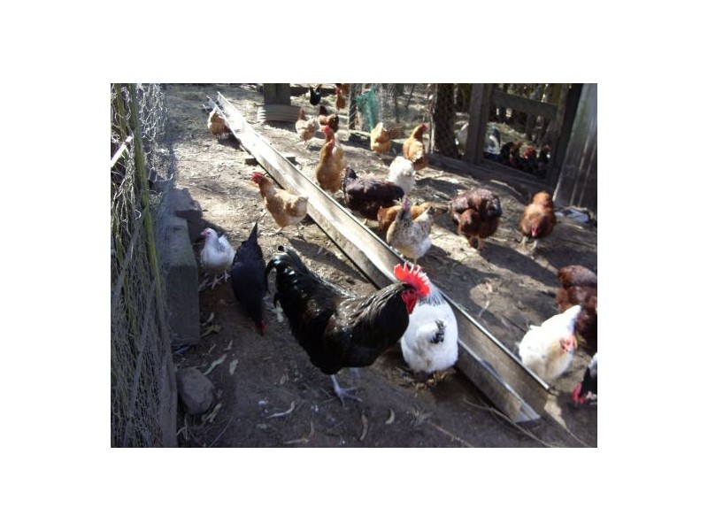 255 Long Gully Rd, Drake NSW 2469