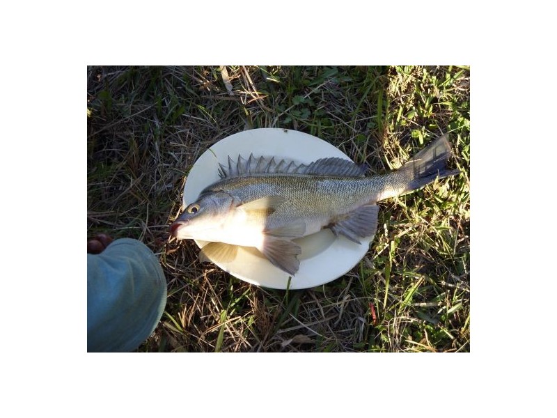 255 Long Gully Rd, Drake NSW 2469