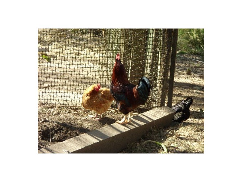 255 Long Gully Rd, Drake NSW 2469