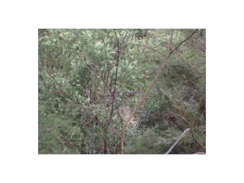 185 Bulldog Rd, Tabulam NSW 2469