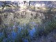 Tabulam NSW 2469