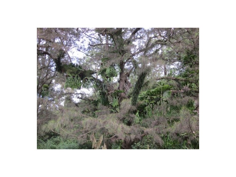 Collins Creek NSW 2474