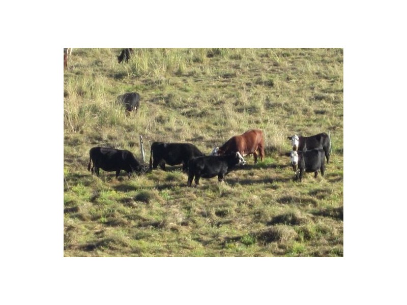 22 Stones Road, Naughtons Gap, NSW, Lismore NSW 2480