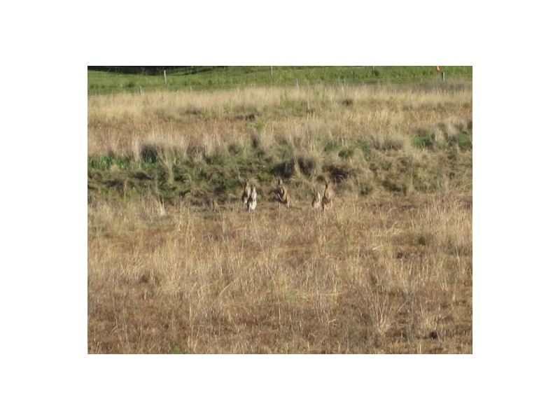 22 Stones Road, Naughtons Gap, NSW, Lismore NSW 2480