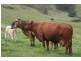 Lot 571 Afterlee Road, Kyogle NSW 2474