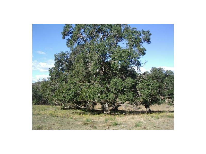 Lot 243 Blaxlands Creek Rd, Grafton NSW 2460