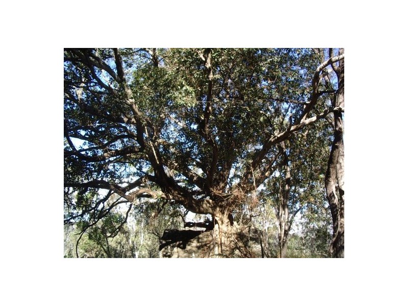 Lot 243 Blaxlands Creek Rd, Grafton NSW 2460