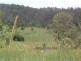 82 Grandview Rd, Tabulam NSW 2469