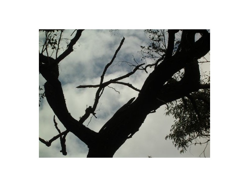 82 Grandview Rd, Tabulam NSW 2469