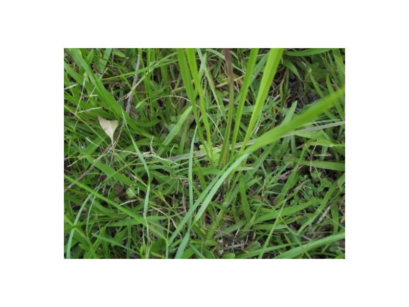 143 Bungabee Road, Bungabbee NSW 2480