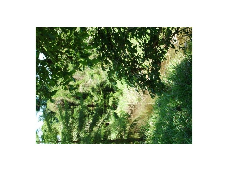 325 Bice Rd, Leycester NSW 2480