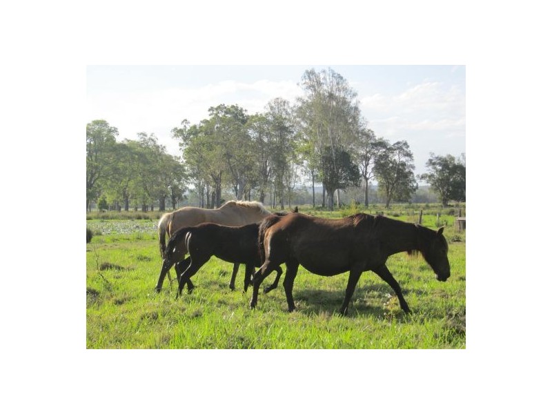 380 Busbys Flat Rd, Casino NSW 2470