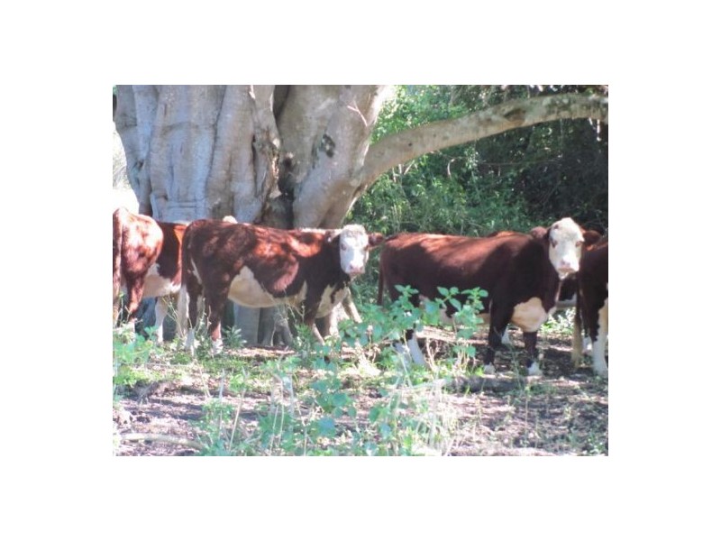 1320 mongogarie, Mongogarie NSW 2470