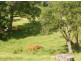 482 Afterlee Road, Kyogle NSW 2474