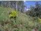 1103 Long Gully Rd, Drake NSW 2469