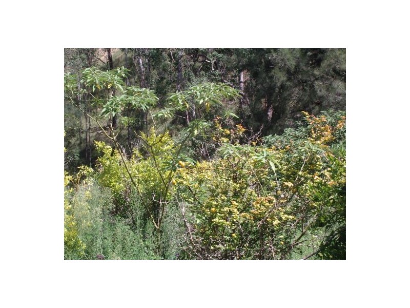 1103 Long Gully Rd, Drake NSW 2469