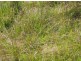 Lot 3 1090 Hogarth Range Road, Mongogarie NSW 2470