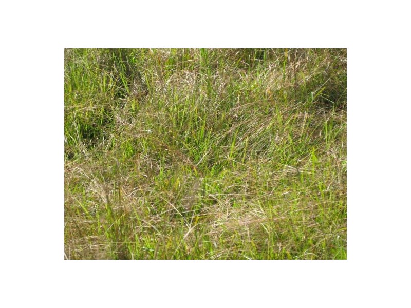 Lot 3 1090 Hogarth Range Road, Mongogarie NSW 2470