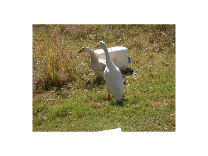 492 Ewingar Rd, Ewingar NSW 2469