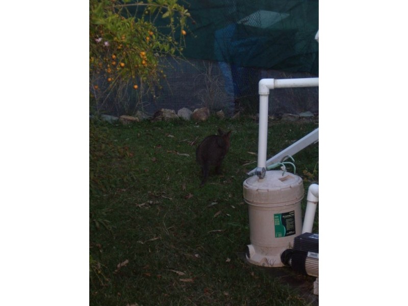 312 Long Gully Rd, Drake NSW 2469