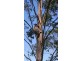 183 Williams Road, Cawongla NSW 2474