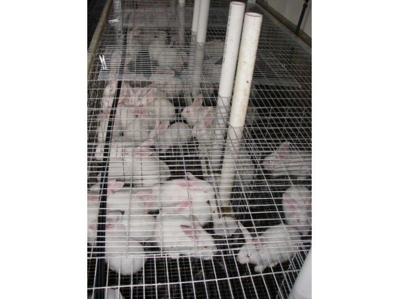 353 Green Pigeon Road, Kyogle NSW 2474