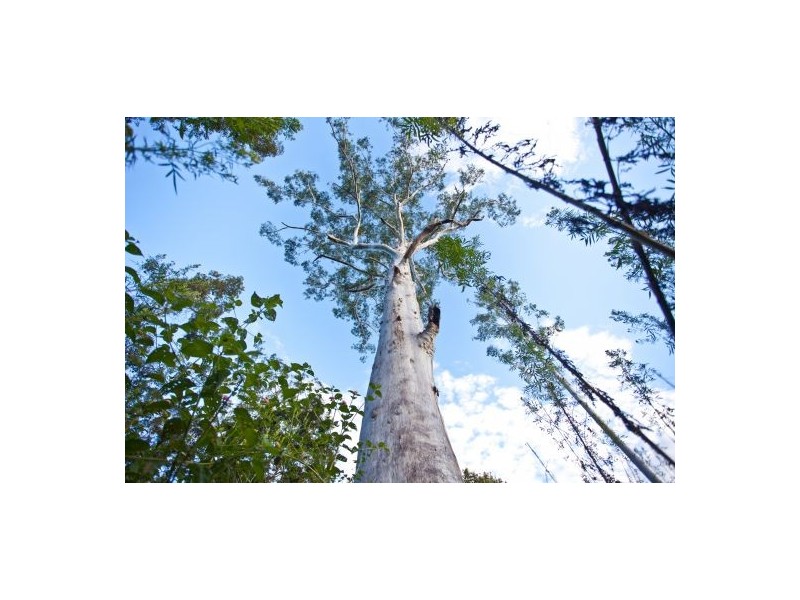 Lot 57 Mongogarie Road, Mongogarie NSW 2470