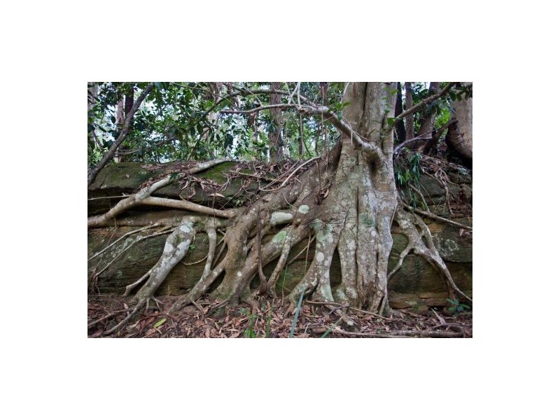 Lot 57 Mongogarie Road, Mongogarie NSW 2470