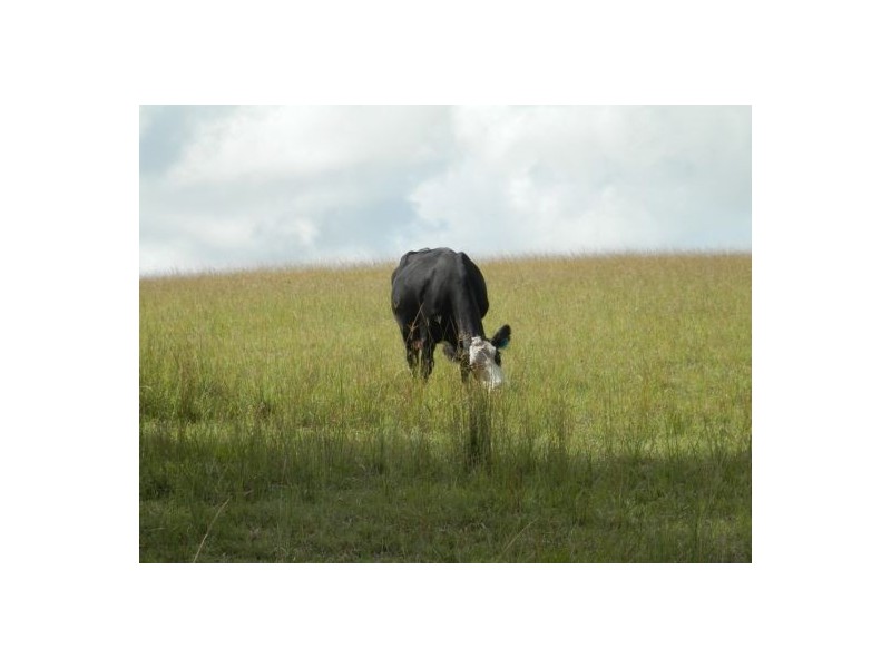 771 Ewingar Road, Ewingar NSW 2469