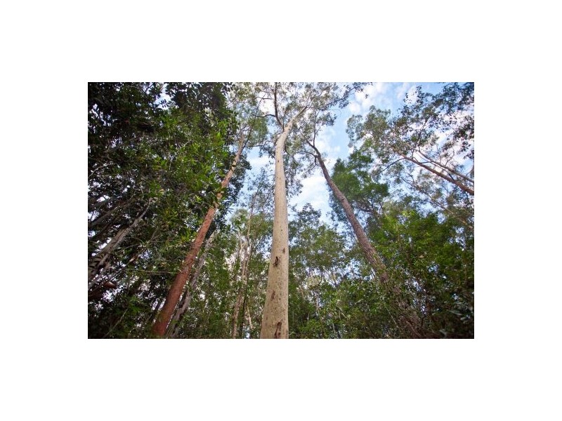 1350 Mongogarie Road, Mongogarie NSW 2470