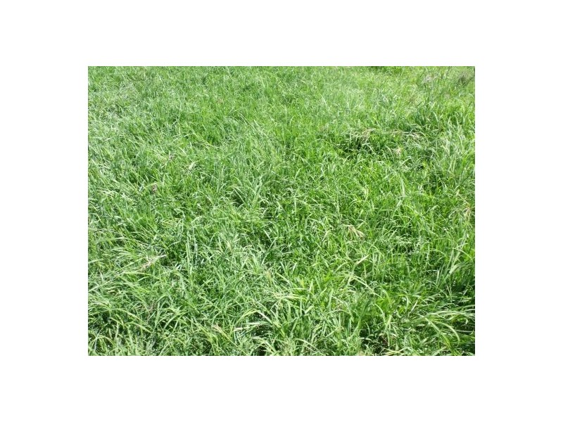 283 Rodgers Road, Tabulam NSW 2469