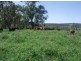 283 Rodgers Road, Tabulam NSW 2469