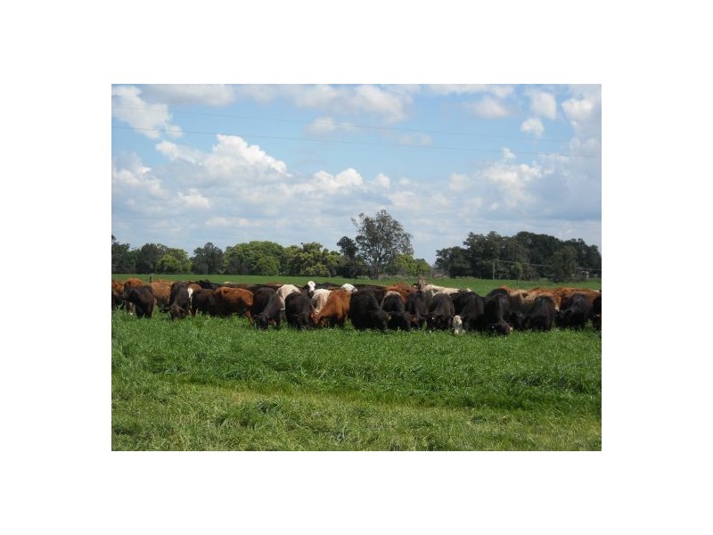 270 Tomki Tatham Road, Casino NSW 2470