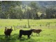 659 Upper Eden Creek Rd, Eden Creek, Kyogle NSW 2474