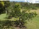 659 Upper Eden Creek Rd, Eden Creek, Kyogle NSW 2474