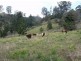 1583 Afterlee Road Kyogle 2474, Kyogle NSW 2474