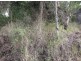 1583 Afterlee Road Kyogle 2474, Kyogle NSW 2474