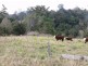 1583 Afterlee Road Kyogle 2474, Kyogle NSW 2474