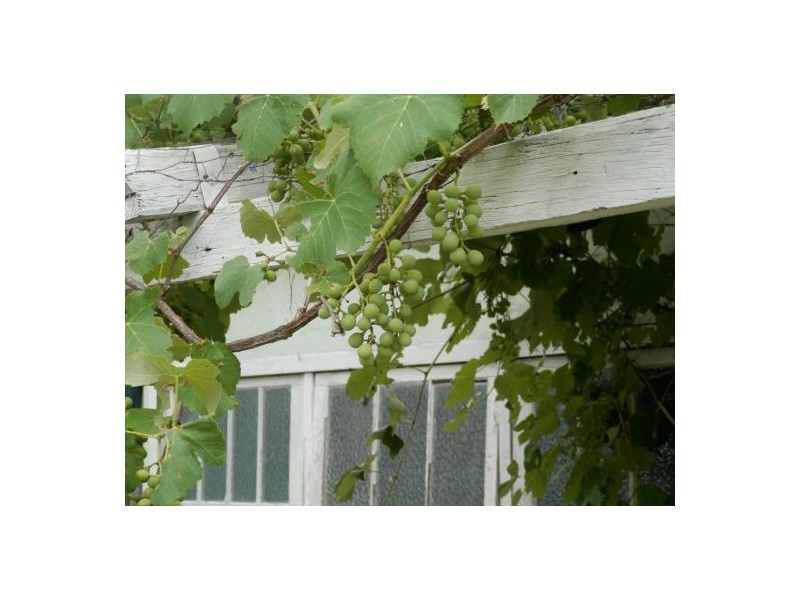 35 Oak Street, Bonalbo NSW 2469