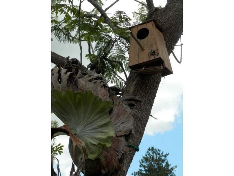 35 Oak Street, Bonalbo NSW 2469