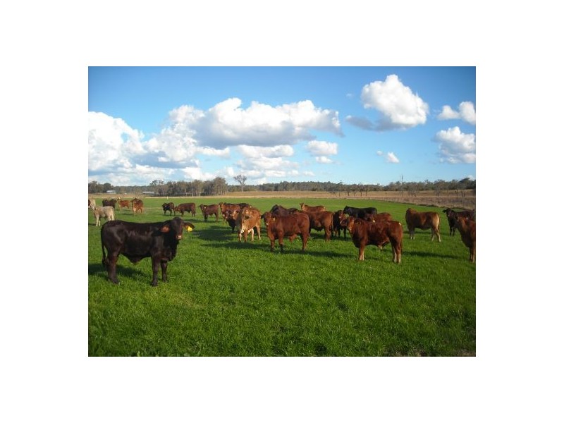 1605 Sextonville Road, Casino NSW 2470