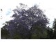 Lot 14 Mud Flat Rd, Drake NSW 2469