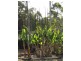 Lot 14 Mud Flat Rd, Drake NSW 2469